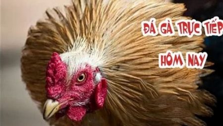 HOT: Trực tiếp đá gà Thomo – Đá gà Mỹ Philippines mới nhất hôm nay